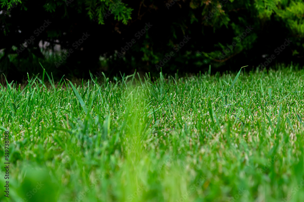 Naklejka premium green grass texture and background