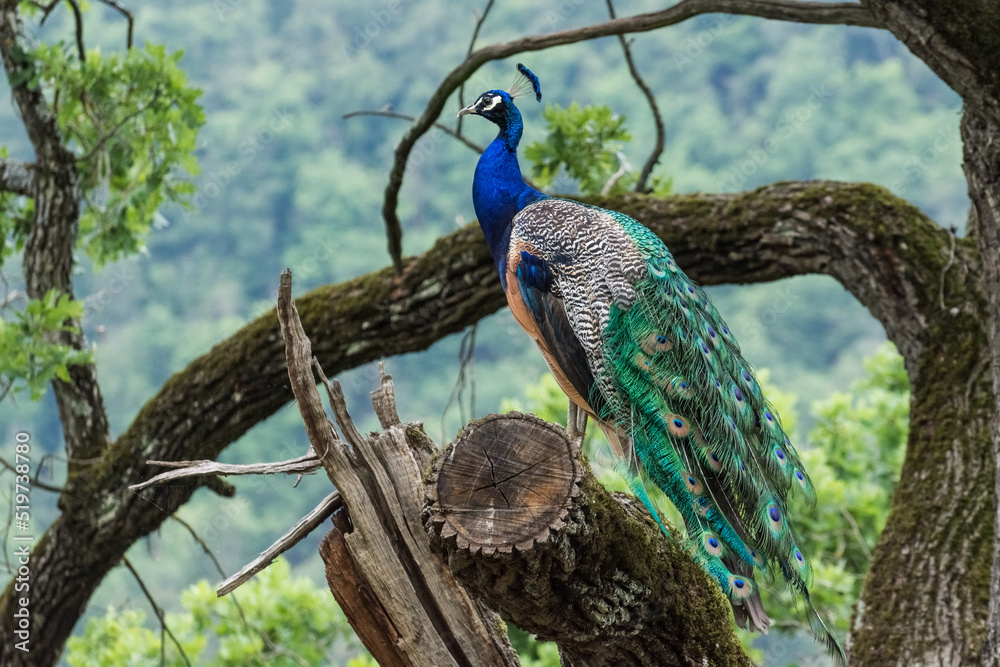 Obraz premium wonderful colorful peacock sits on a tree