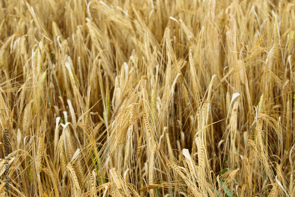 beautiful brown wheat meadow on a sunny summer day beautiful brown wheat meadow on a sunny summer day