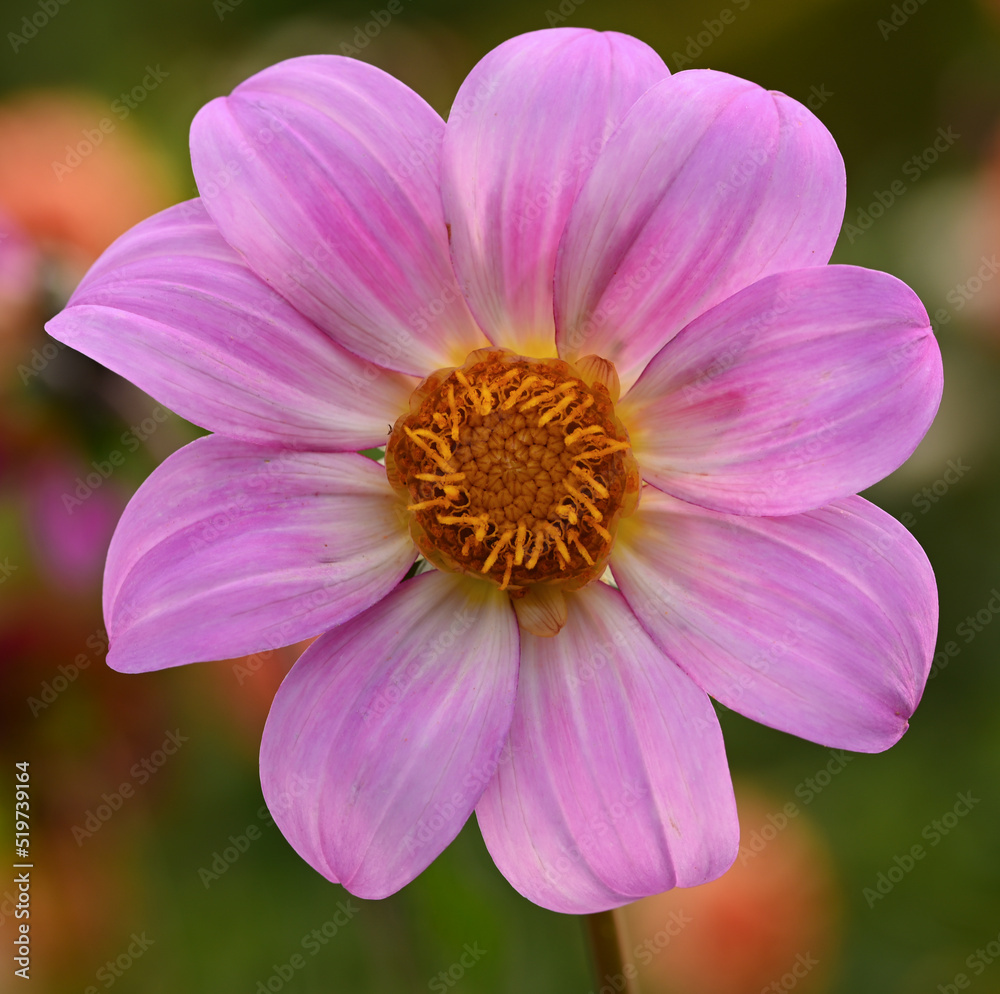 Beautiful close-up of a pink dahlia
