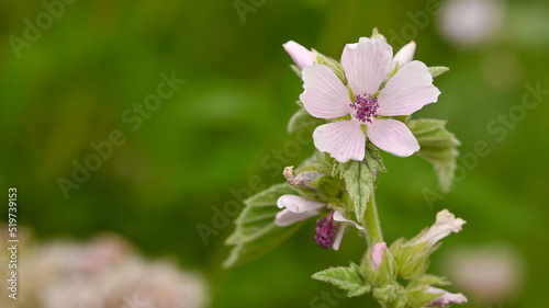 Beautiful close-up of althaea officinalis