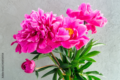 beautiful peonies on the background of a gray concrete wall