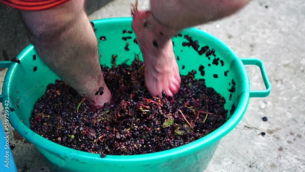 Grapetreading or grapestomping in traditional winemaking. Senior