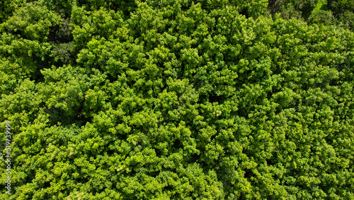 Aerial view of tropical trees in the rainy season in rural northern Thailand. Drone flying over the forest. Natural background from a drone.