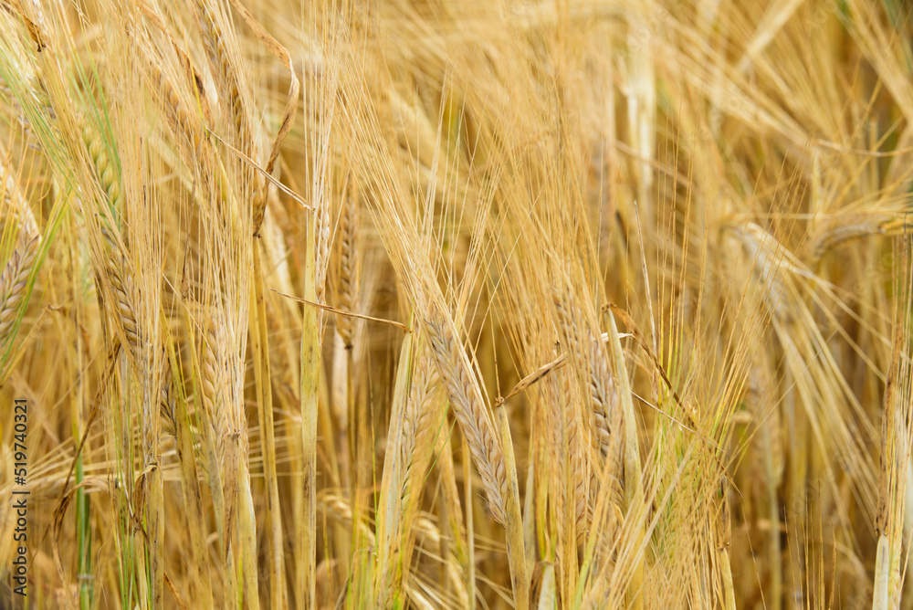 beautiful brown wheat meadow on a sunny summer day beautiful brown wheat meadow on a sunny summer day