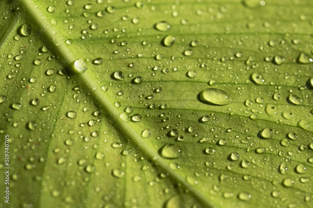 Dew Drops of Water On A Leaf in Morning Dew Drops of Water On A Leaf in Morning