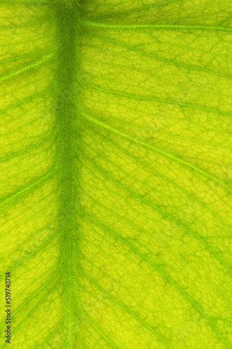 Macro Pattern On A Green Leaf