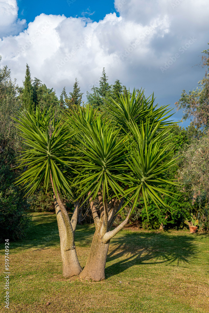 bardzo ładna palma rosnąca w zadbanym zróżnicowanym ogrodzie - obrazy, fototapety, plakaty 