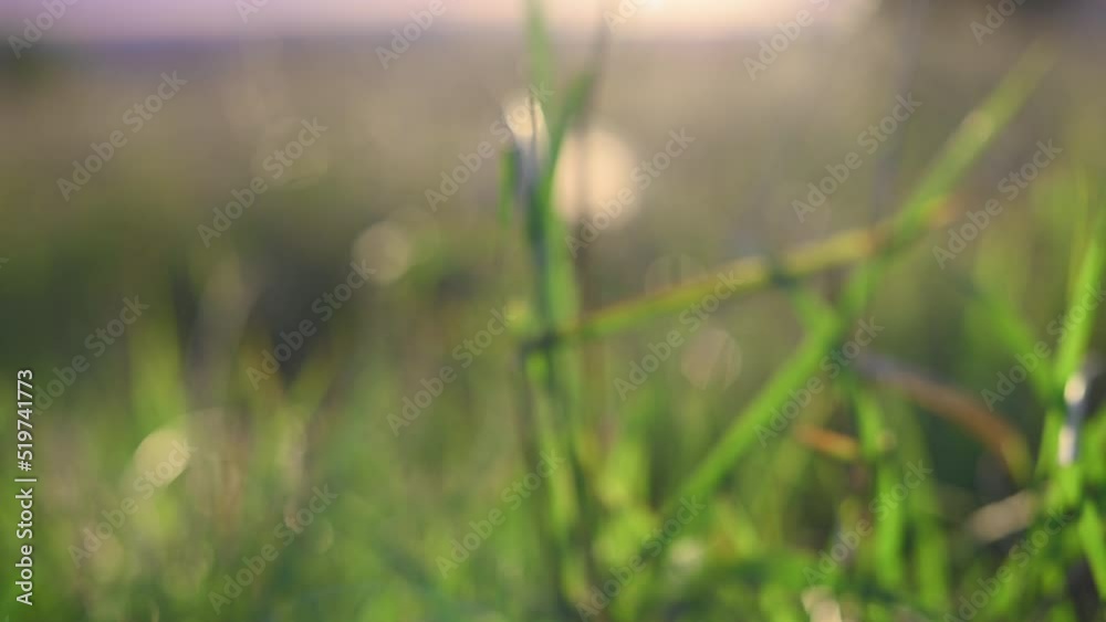 Motion through field with long grass Motion through field with long grass