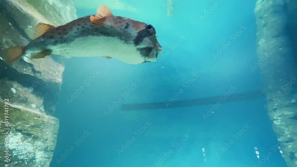 Vidéo Stock Fish hedgehog swims in aquarium with coral reefs. Exotic sea fishes swimming in tank