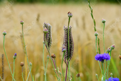 beautiful blue rye flowers at the edge of a meadow with thistles on a sunny day in the middle of summer
