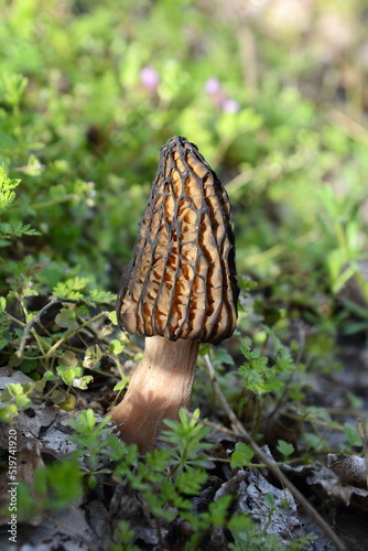One single nice and healthy specimen of Morchella conica or Black Morel mushroom.