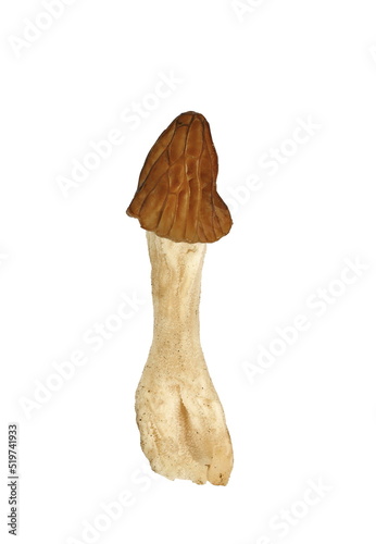 Verpa bohemica, known as early morel or the wrinkled thimble-cap, wild edible mushrooms isolated on white background. photo