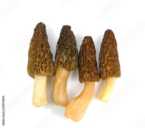 Morchella conica or Black Morel mushroom isolated on white..