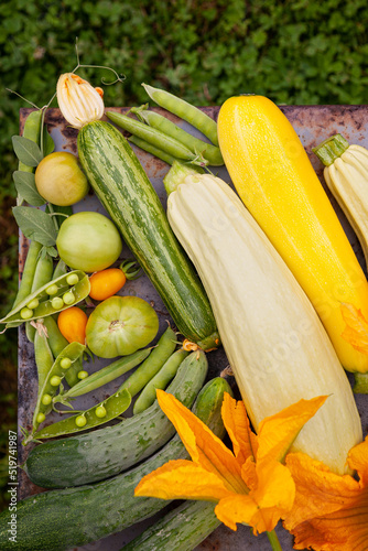 harvest of zucchini, tomatoes and other vegetables in the vegetable garden. the concept of agriculture, proper nutrition, autumn harvest, farm products, comfort food, vegetarianism, veganism