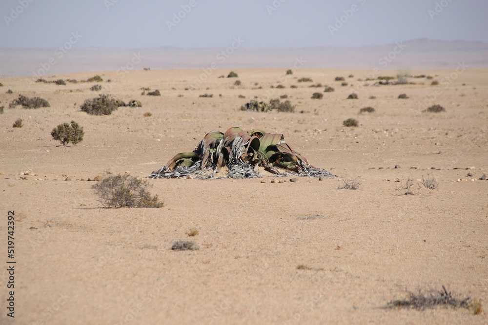 Obraz premium Welwitschia mirabilis plant in the Namib Desert, Namibia, Southern Africa.