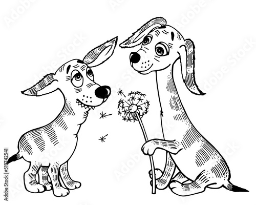 The dog cavalier gives his passion an aldandelion. Sketch. Cartoon drawing. Coloring.