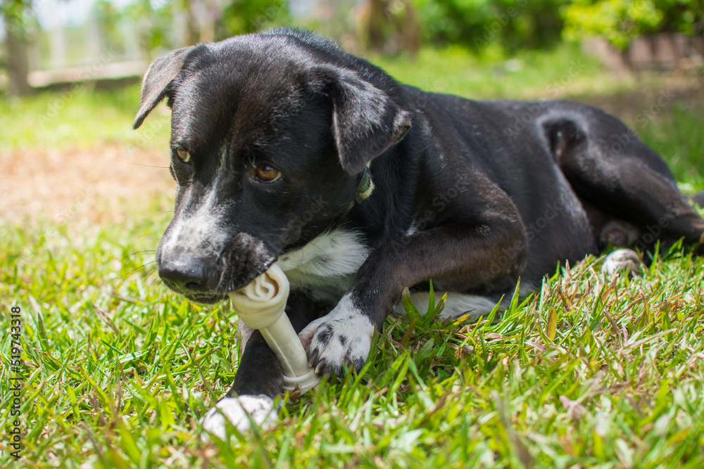 dog eat bone on meadow. bone made from dried cow leather dog eat bone on meadow. bone made from dried cow leather