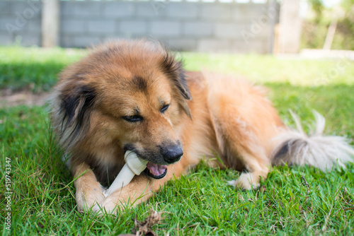 dog eat bone on meadow. bone made from dried cow leather