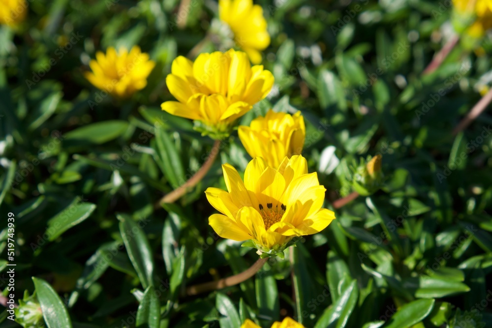 yellow flowers yellow flowers