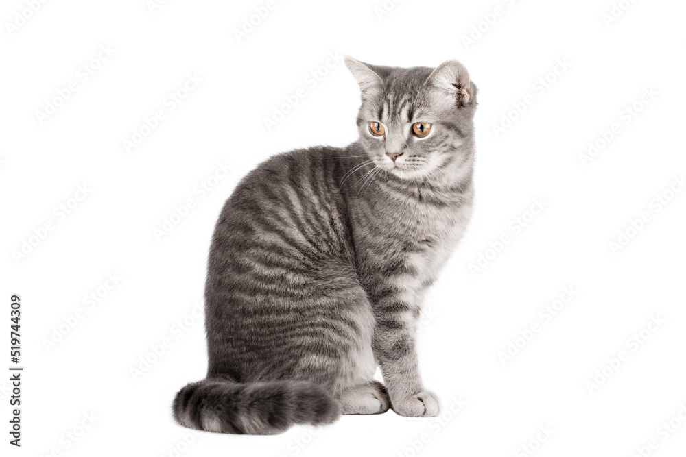 gray striped cat with yellow eyes sits and stands to the side isolated
