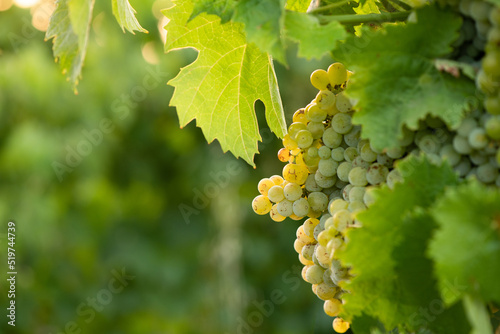 A bunches of grape are ready for harvest