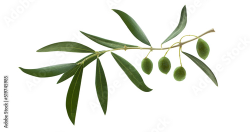 Fresh olive branch leaves and olive fruit isolated on white background