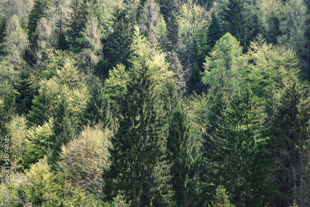 Forest background. View from above on the crowns of old huge spruce trees Forest background. View from above on the crowns of old huge spruce trees
