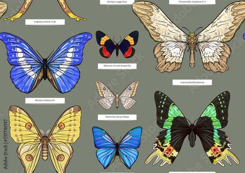 Set of insects: beetles, butterflies, moths, dragonflies. Etymologist's set. Seamless pattern, background. Vector illustration. In realistic style on military green, khaki background
