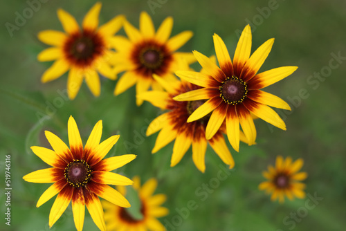 Rudbeckia with yellow flowers blooms in the garden in summer. Rudbeckia bicolor. Yellow and orange black-eyed or African daisy flower with green background . Rudbeckia hirta. Beauty in nature. 