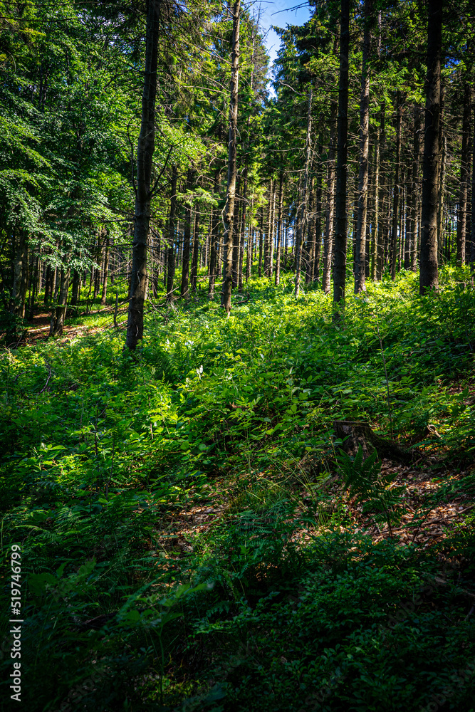 Rays of the sun in a mountain pine forest on the picturesque trail from Jaworzyna Krynicka in the Beskid Mountains.