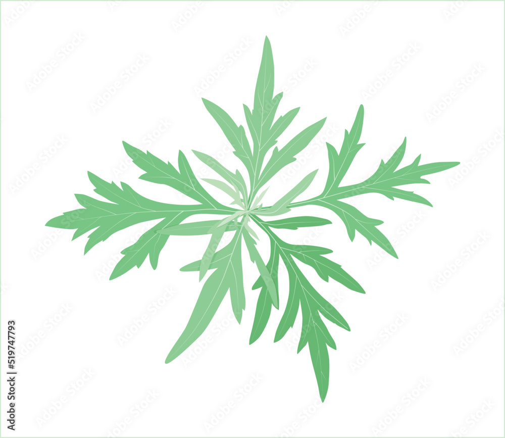 Fototapeta premium Medicinal herb wormwood on a white background with streaks
