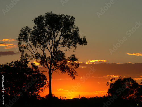 Orange sunset with the silhouette of a tree
