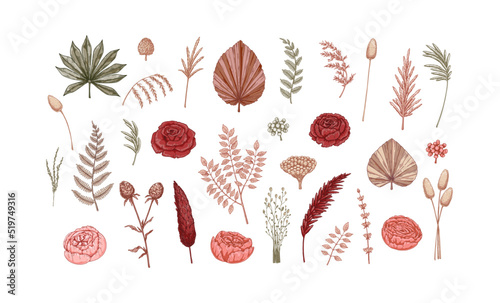 Colorful set of elegant dry flowers. Modern floristry design elements. Vector illustration in sketch style