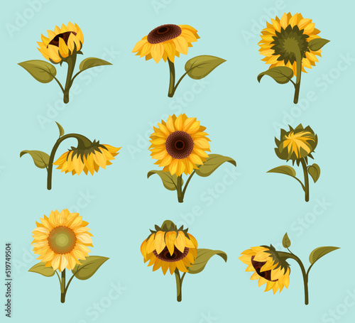 sunflowers. yellow botanical plants beautiful flowers. Vector pictures of sunflowers floral templates