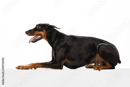 Profile view of adorable black-brown Doberman lying on floor isolated on white background. Concept of beauty, art, animal, vet and ad