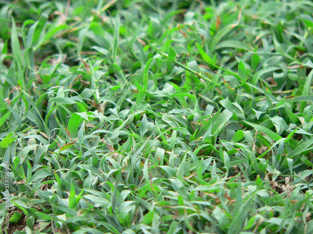 Green grass background close up
