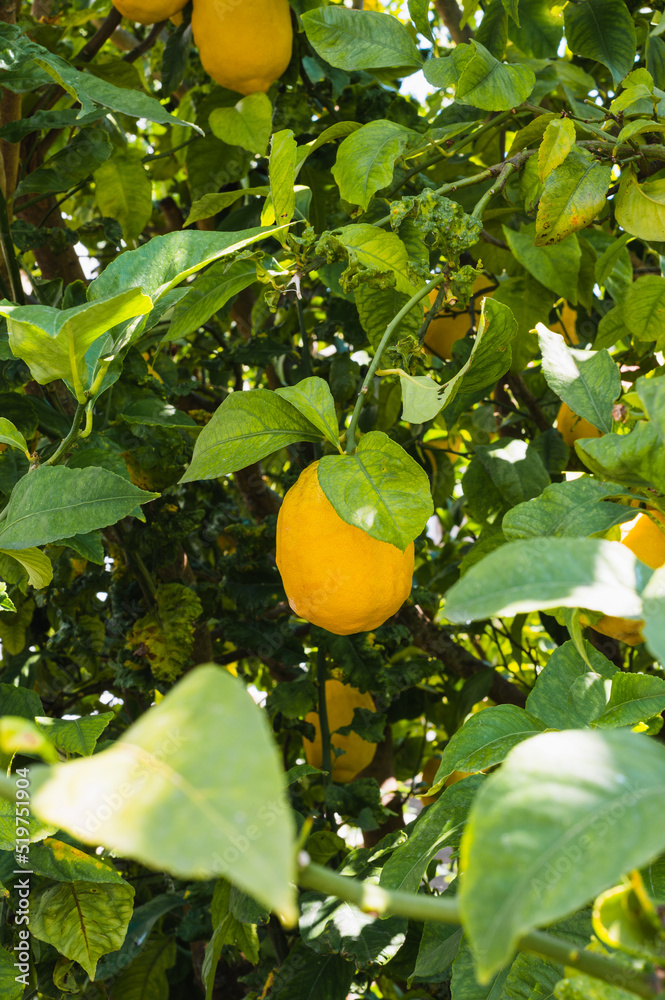plant with fruit lemon tree with leaves