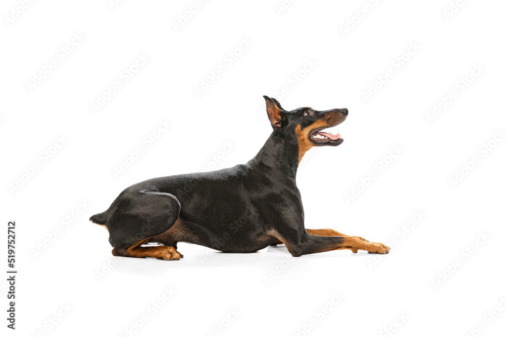 Side view of beautiful black-brown Doberman with glossy animal's hair lying on floor isolated on white background. Concept of beauty, art, animal, vet and ad