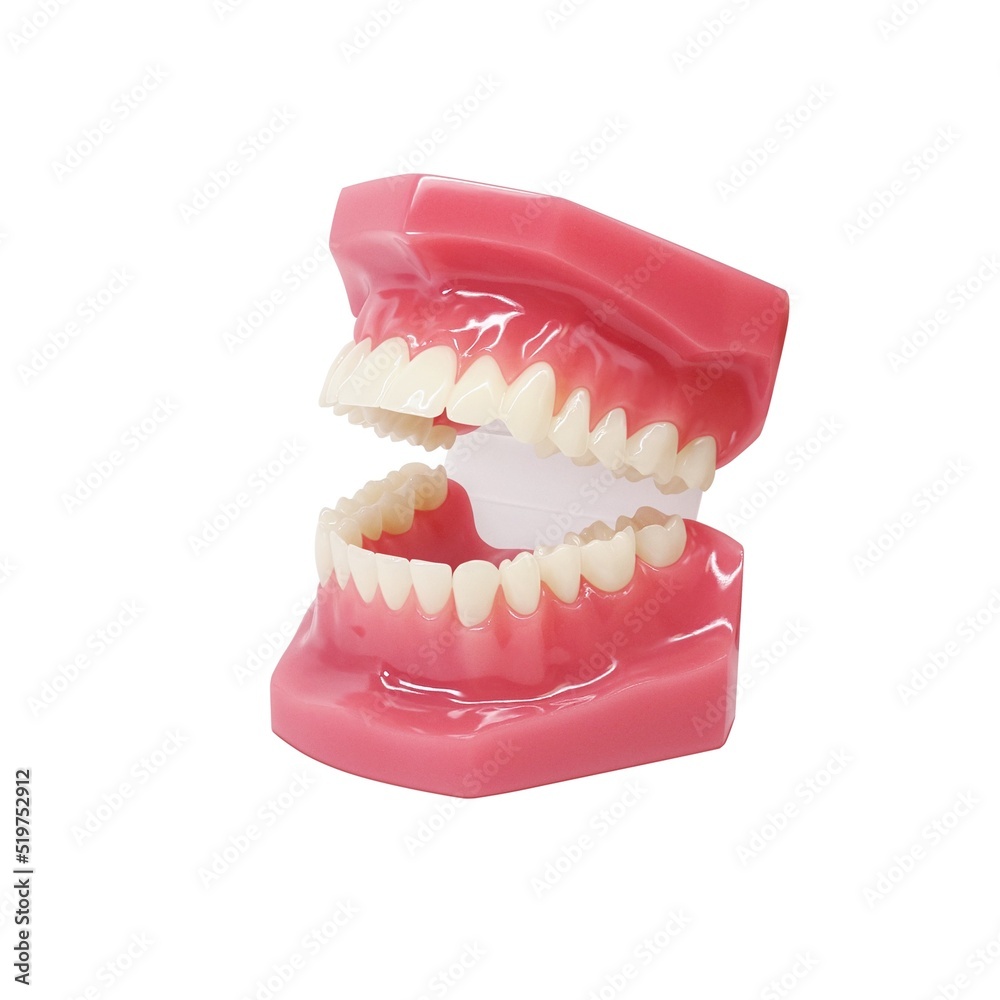 Obraz premium 歯形模型 歯列模型 イラスト リアル 