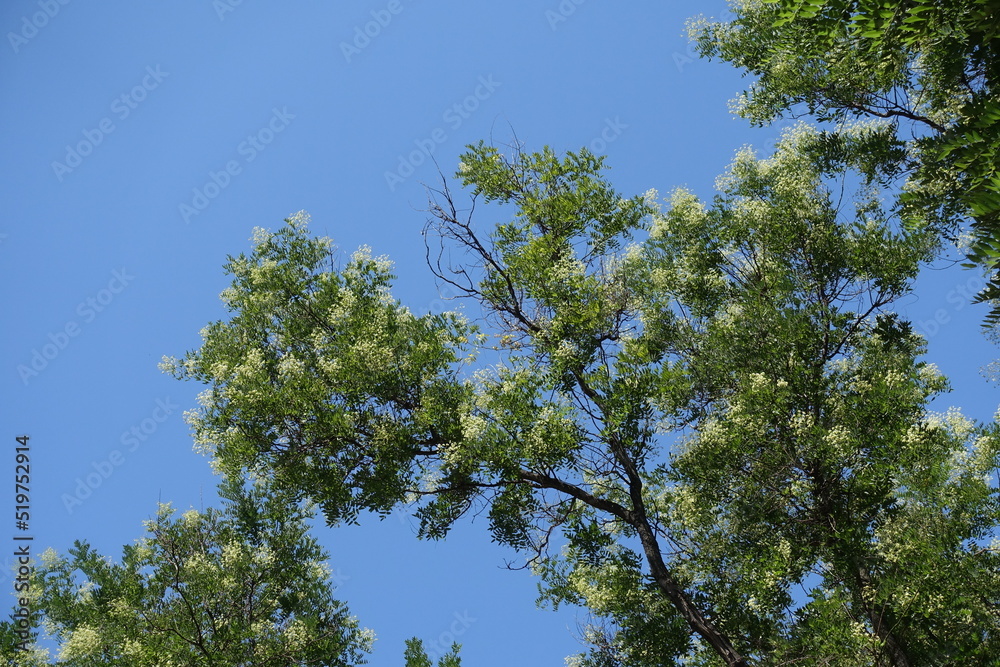 Azure blue sky and branches of blossoming Sophora japonica tree in August Azure blue sky and branches of blossoming Sophora japonica tree in August