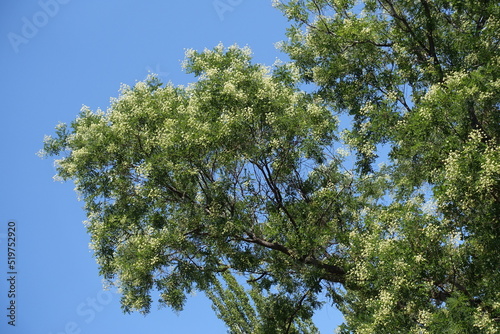 Cloudless blue sky and branches of blossoming Sophora japonica tree in August photo