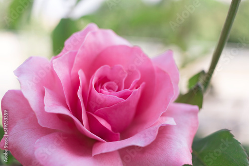 Detail of a pink rose.