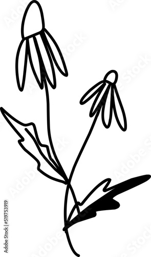 Wildflowers Illustration, Field Flowers Illustration. Hand-drawn doodles illustration. Line art