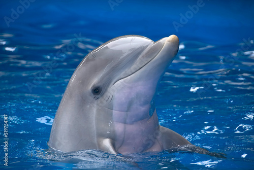 Dolphin with the head out of the water