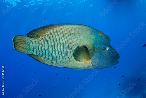 Tableau sur toile Napoleon fish (Cheilinus undulatus) swimming in clear blue waters