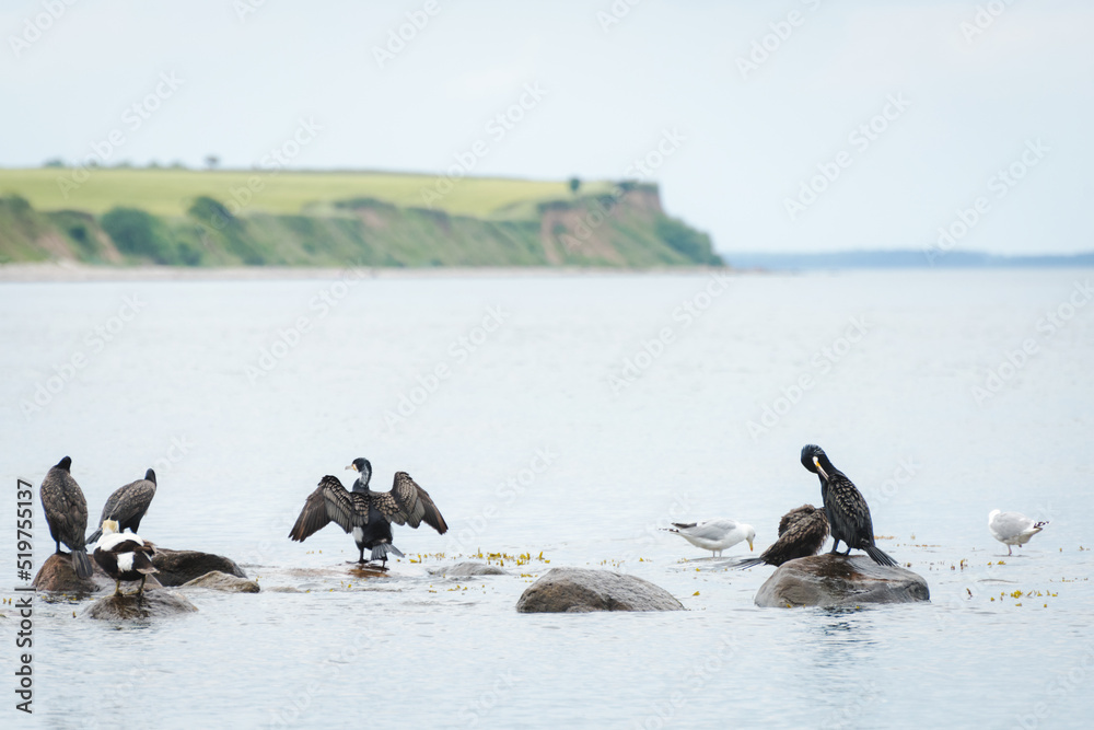 Fototapeta premium Cormorants (Phalacrocorax carbo) resting and drying their feathers