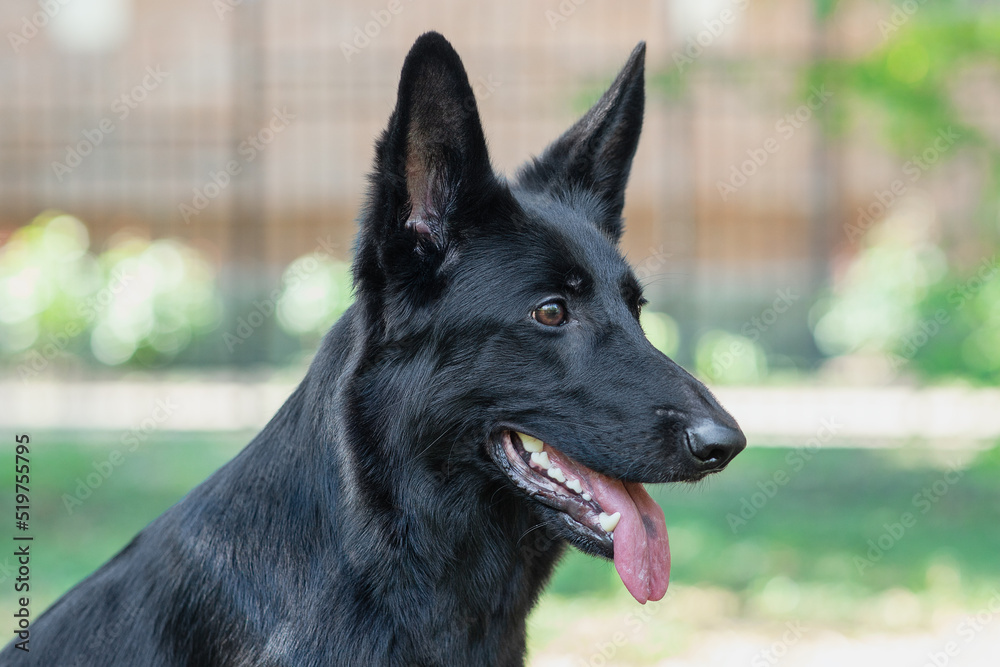 Closeup portrait of big dog smiling with opened mouth, dark spot on the tongue. German Shepherd with black fur and clever impressive look. Outdoors, copy space, green park background.