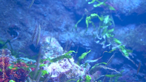Doryrhamphus or pipefishes undersea camouflage against green grass corals, aka flagtail pipefishes are popular in the aquarium trade. It is native to the Indian and Pacific Oceans photo