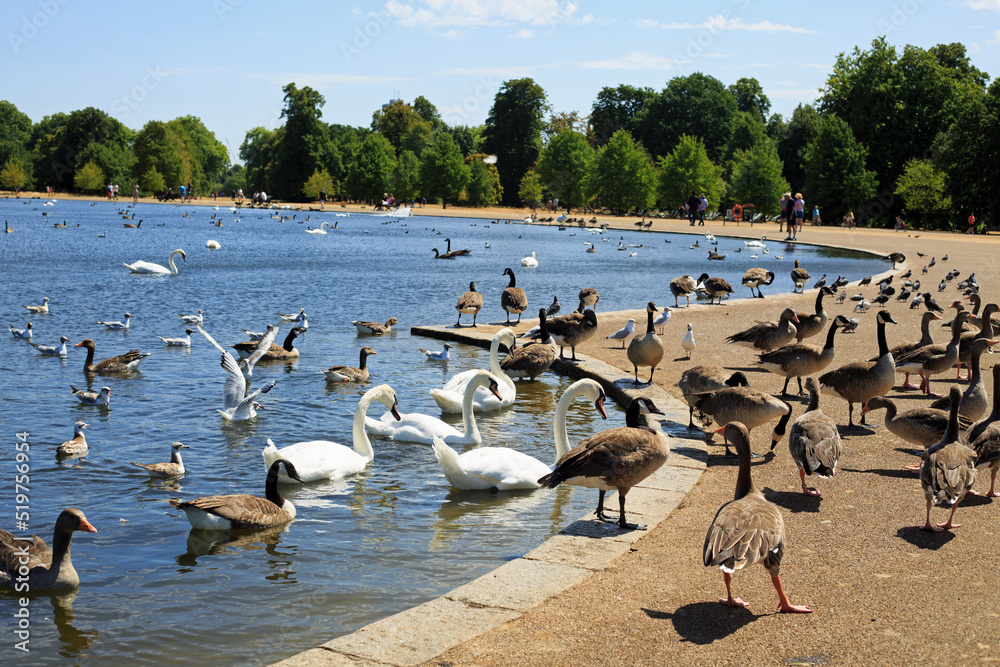 The Serpentine Lake in London is a haven for many types of waterfowl birds, including swans, Geese, Ducks and Coots.  